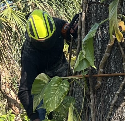 tree pruning