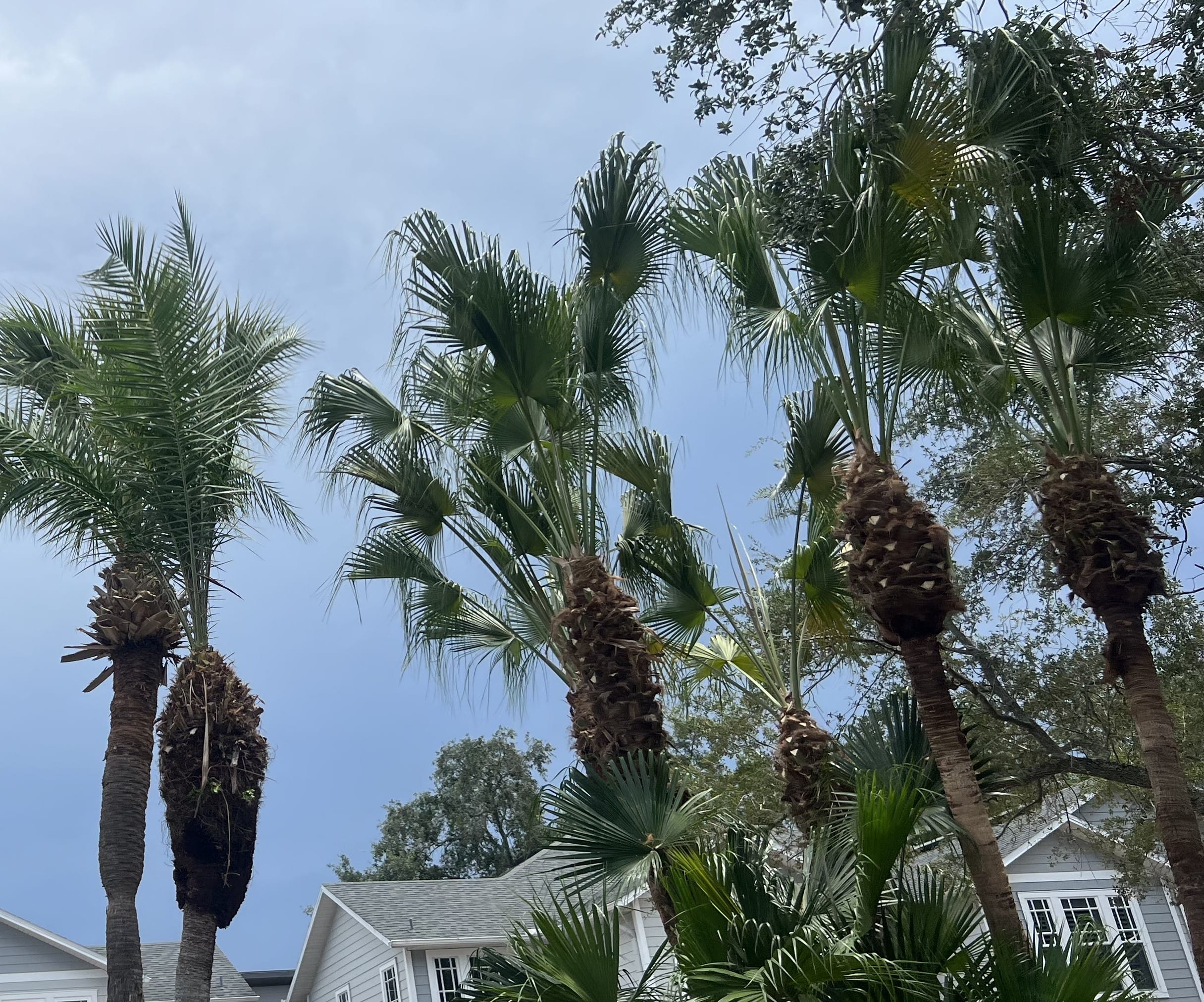 freshly trimmed palms