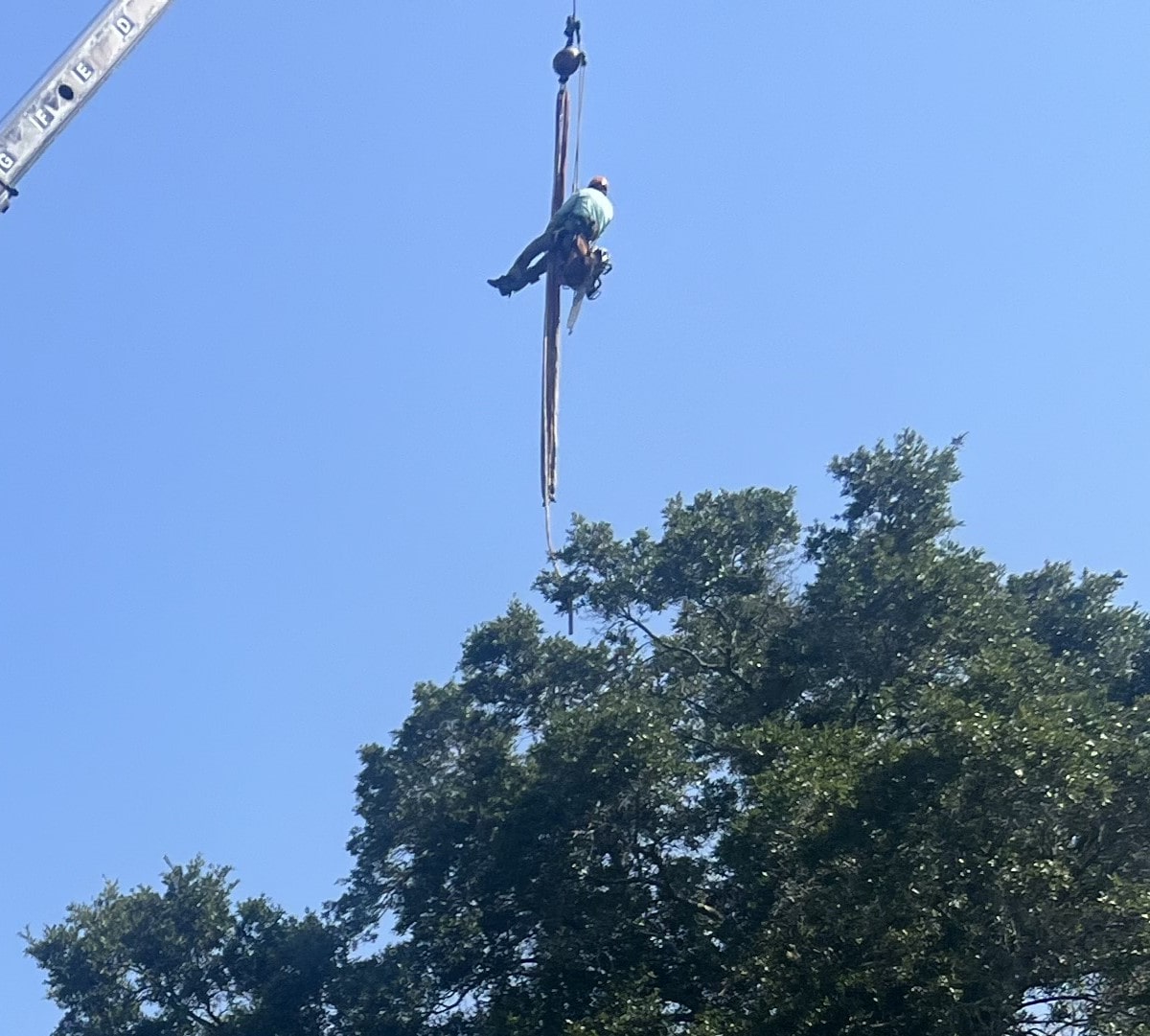 crane job in progress, tree removal