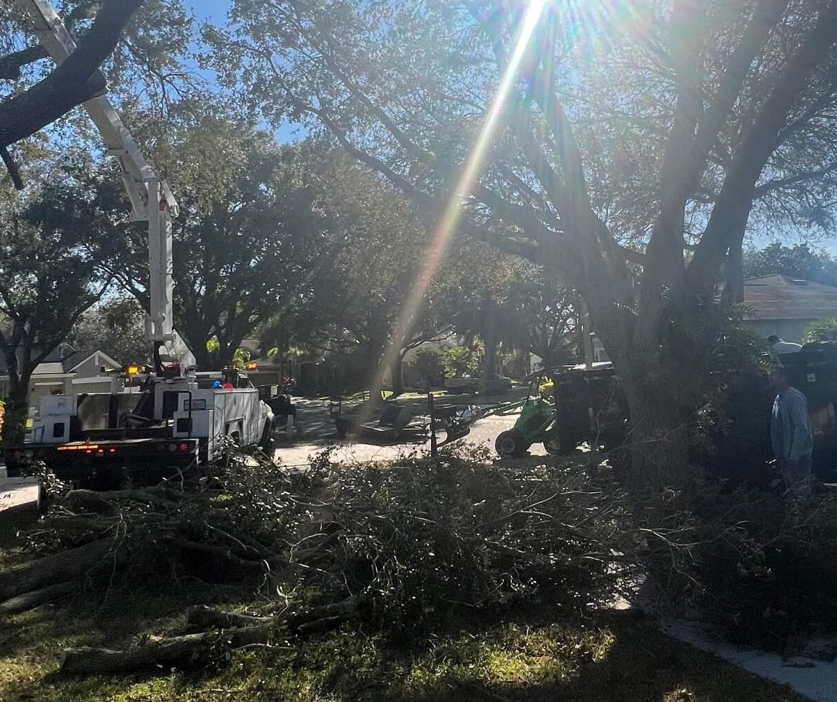 tree trimming job before cleanup